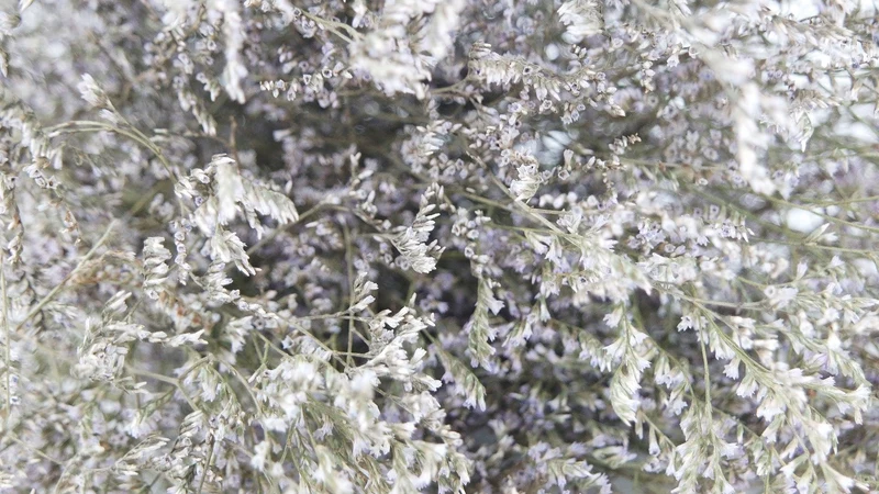 Limonium getrocknet - 1 Bund XL - Naturfarbe Helllila