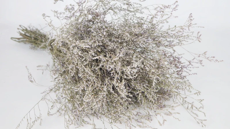 Limonium getrocknet - 1 Bund XL - Naturfarbe Helllila