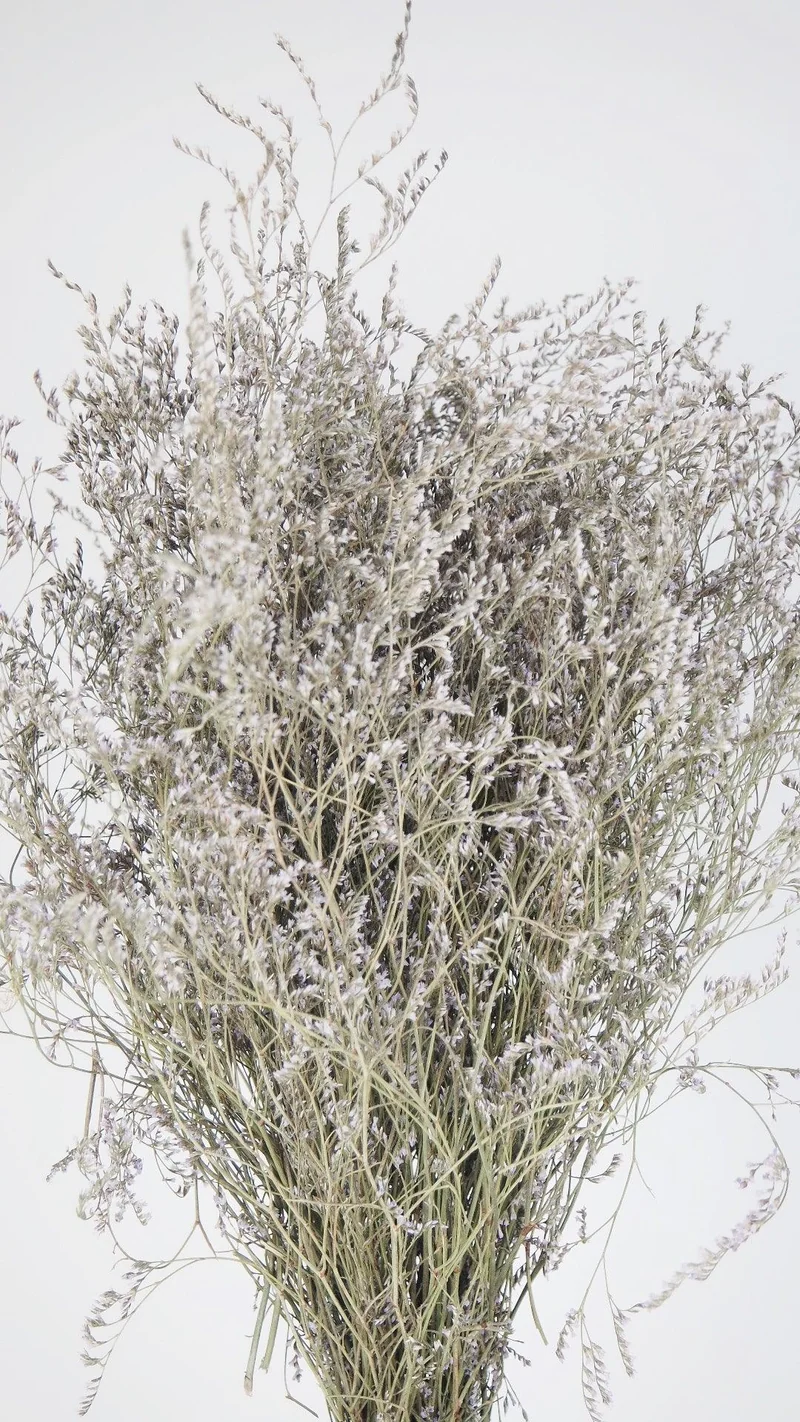Limonium getrocknet - 1 Bund XL - Naturfarbe Helllila