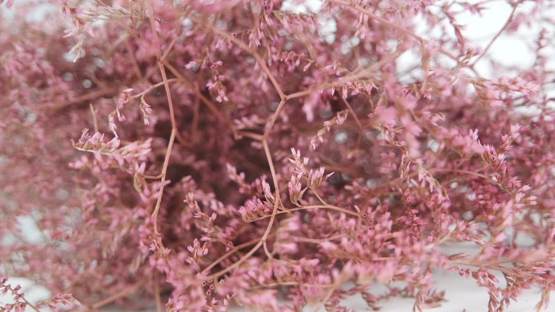 Limonium getrocknet - 1 Bund XL - Vintage rosa
