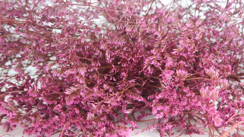 Limonium getrocknet - 1 Bund XL - Vintage rosa