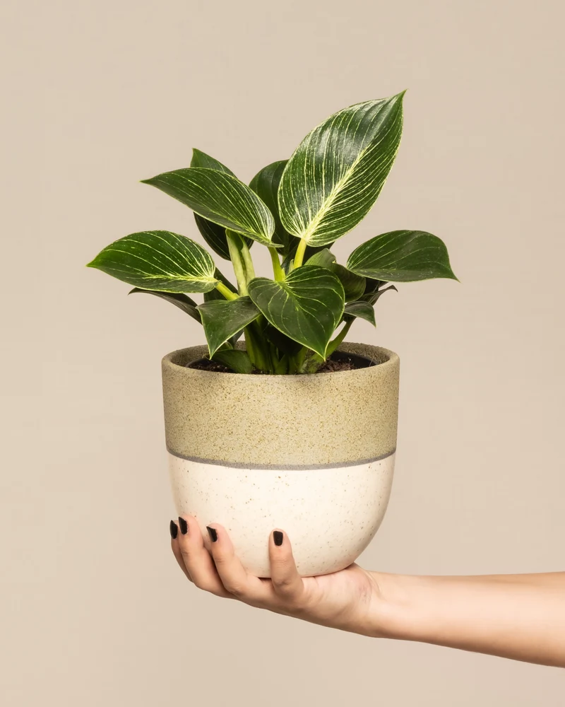 Philodendron Birkin ‘White Measure’