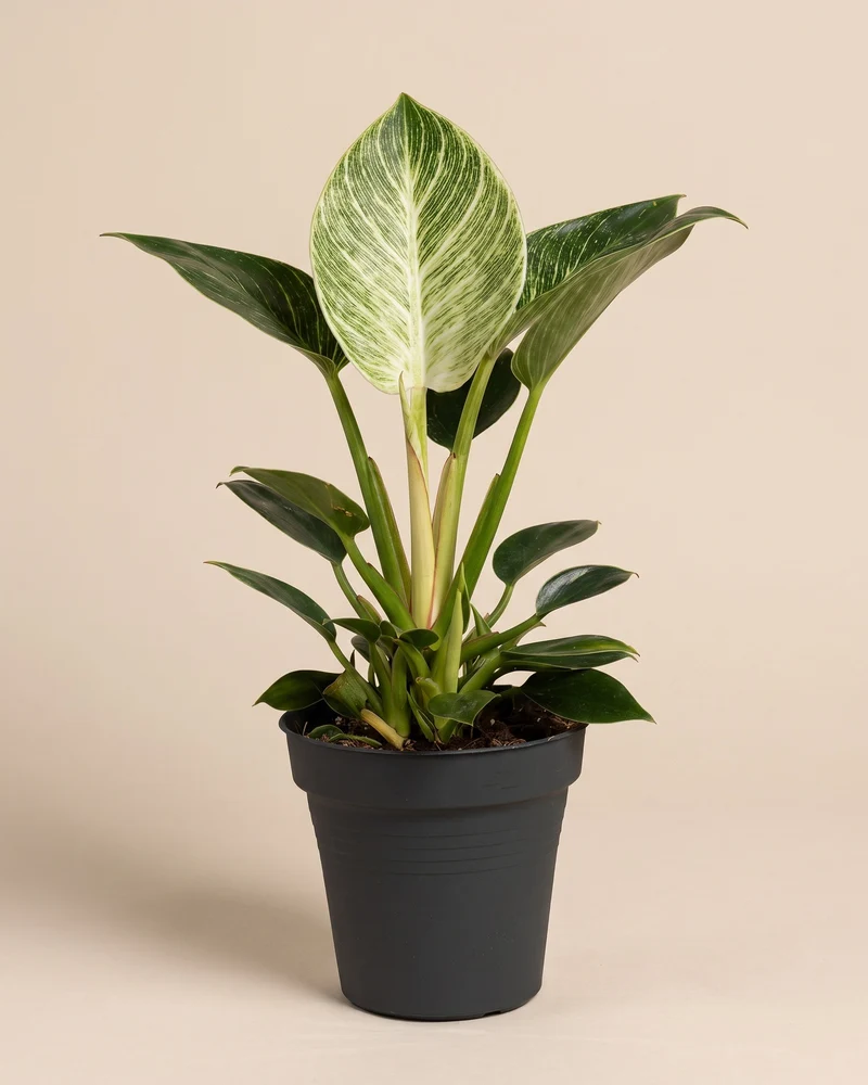 Philodendron Birkin ‘White Measure’