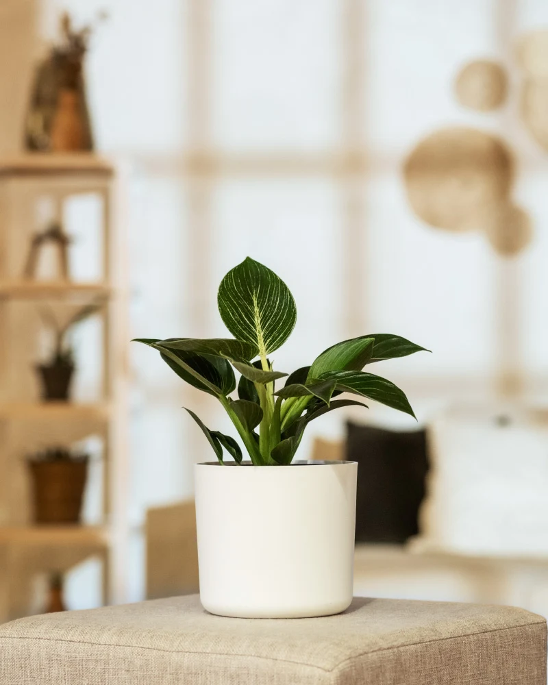 Philodendron Birkin ‘White Measure’
