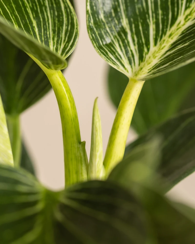 Philodendron Birkin ‘White Measure’