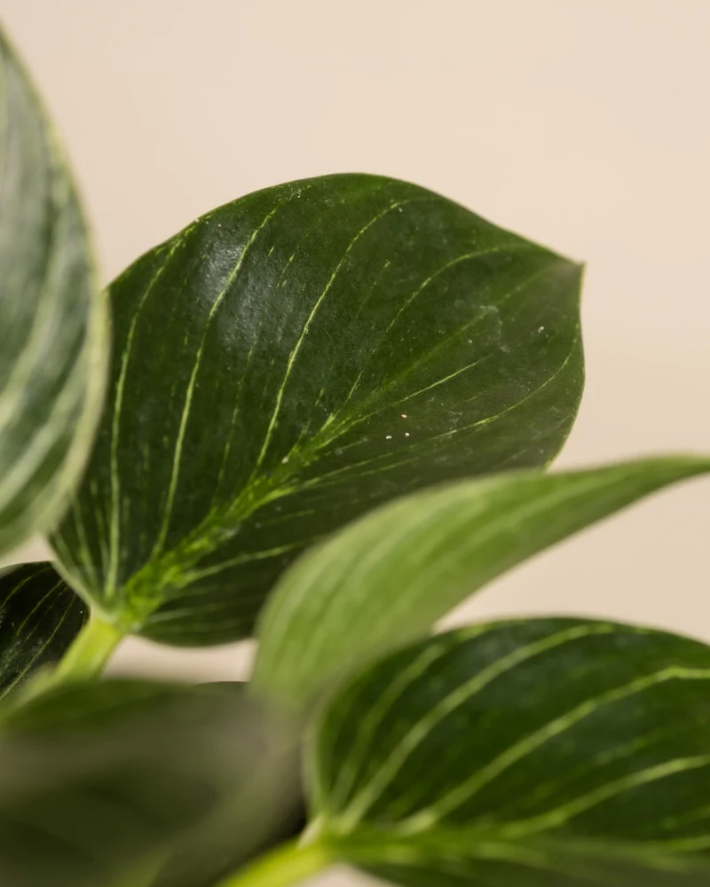 Philodendron Birkin ‘White Measure’