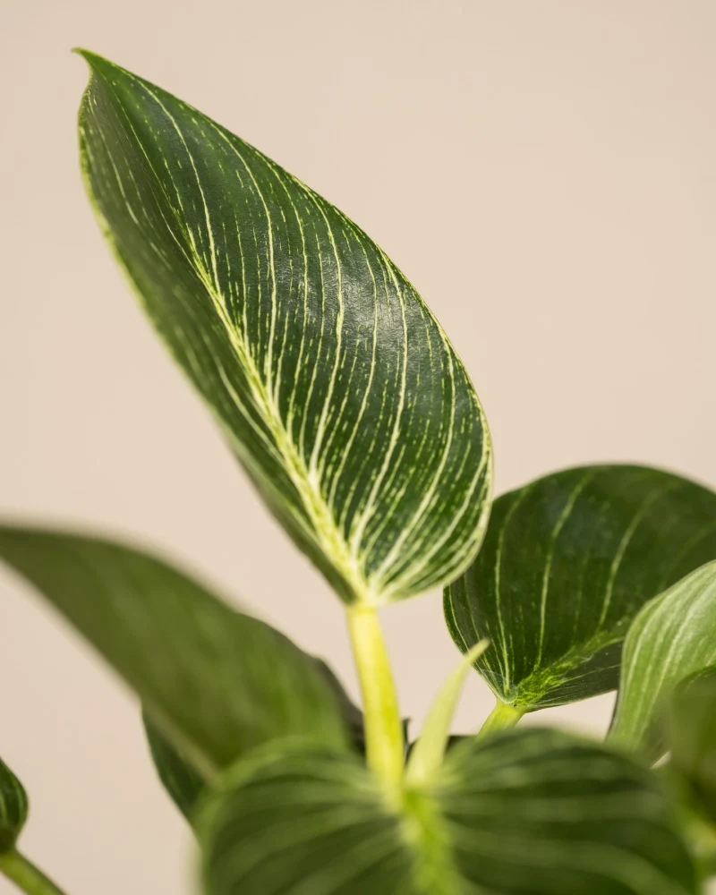 Philodendron Birkin ‘White Measure’