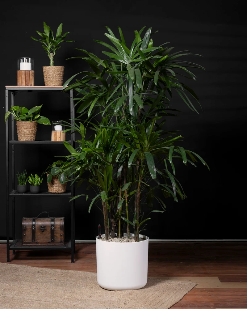 Steckenpalme XXL