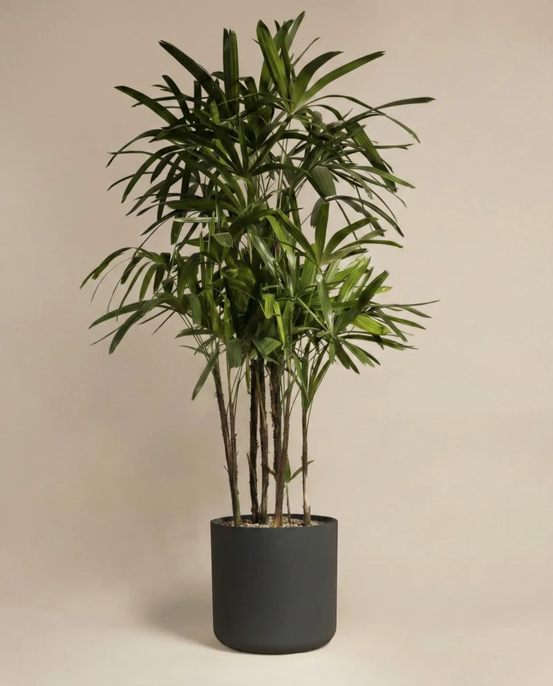 Steckenpalme XXL