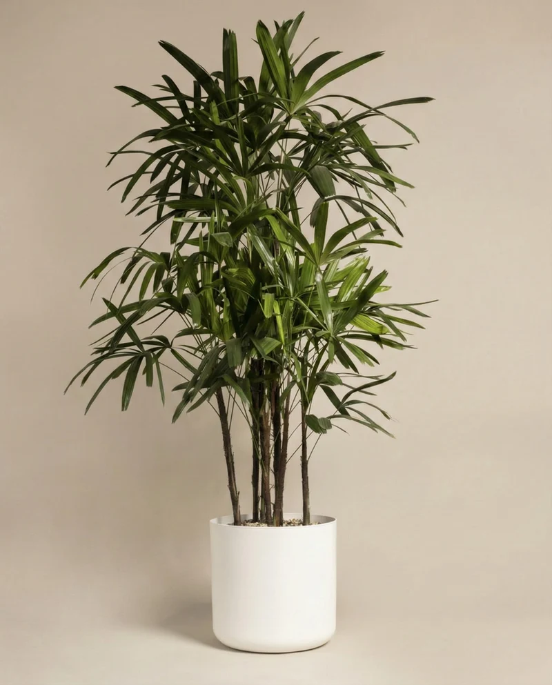Steckenpalme XXL