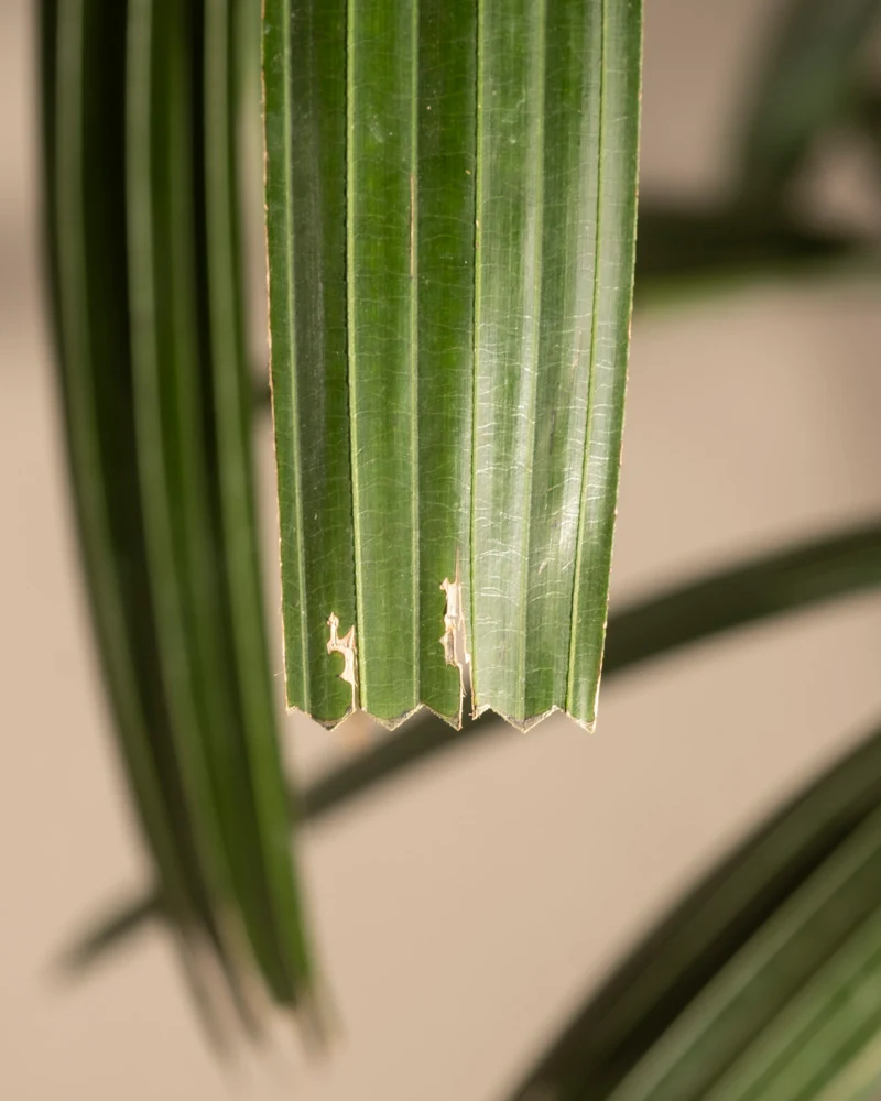 Steckenpalme XXL