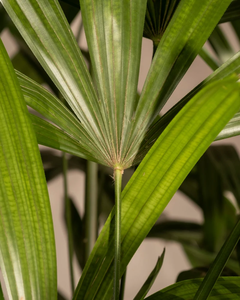 Steckenpalme XXL