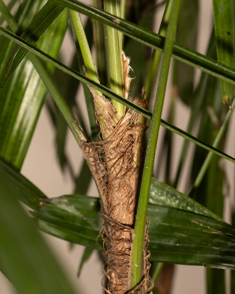 Steckenpalme XXL