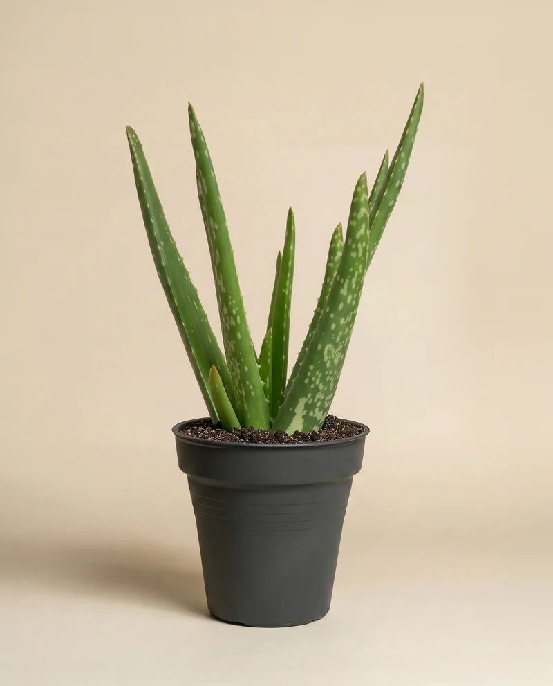 Echte Aloe