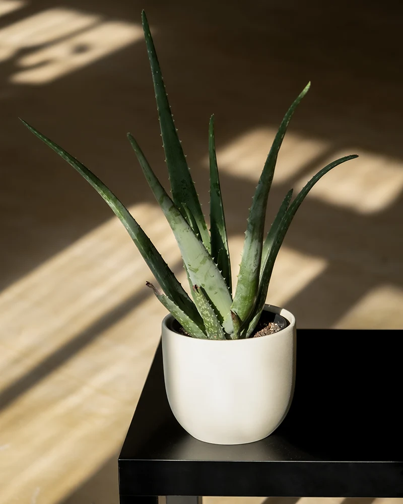 Echte Aloe