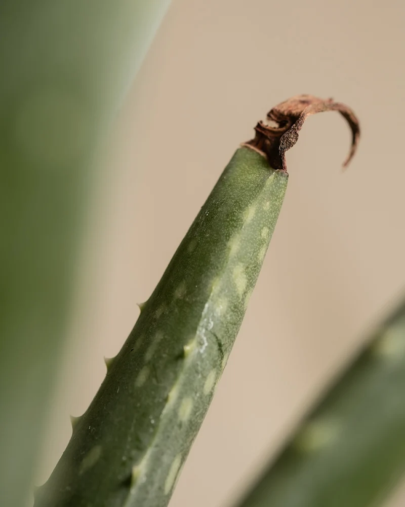 Echte Aloe
