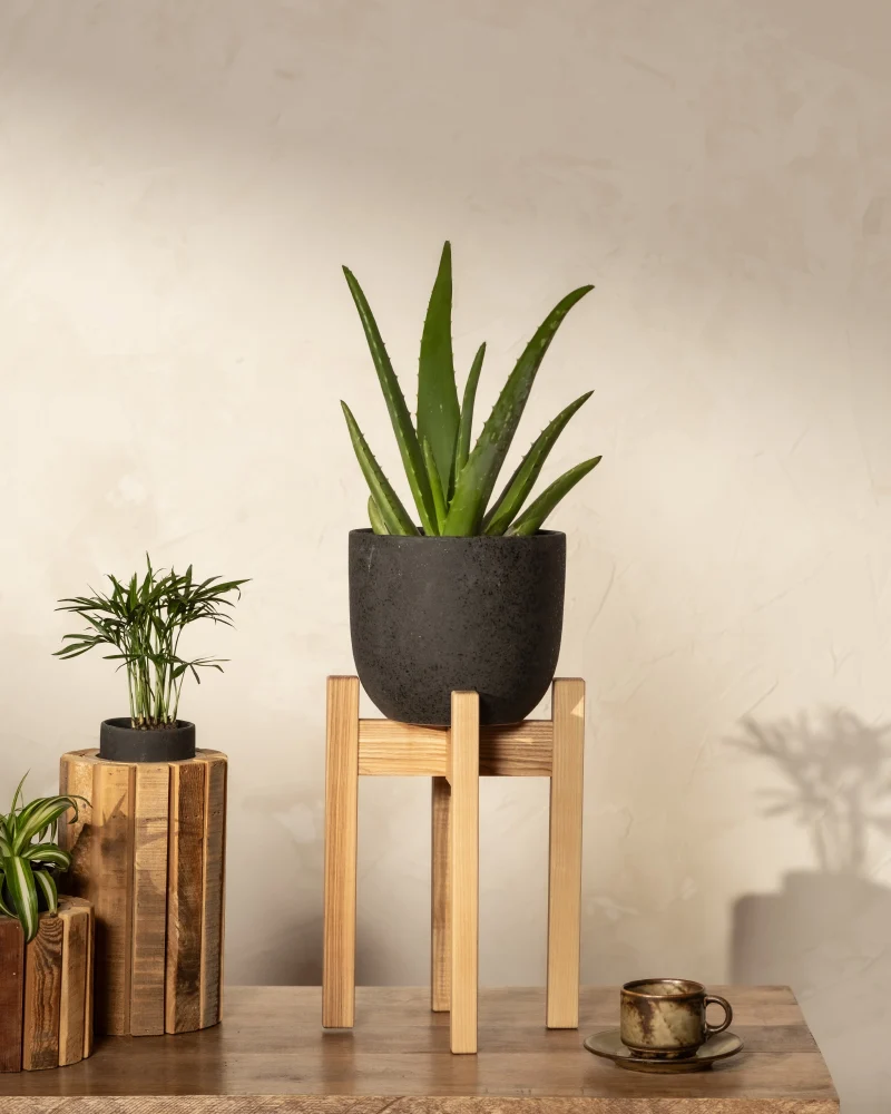 Echte Aloe