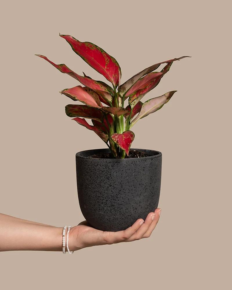 Aglaonema Cherry Baby