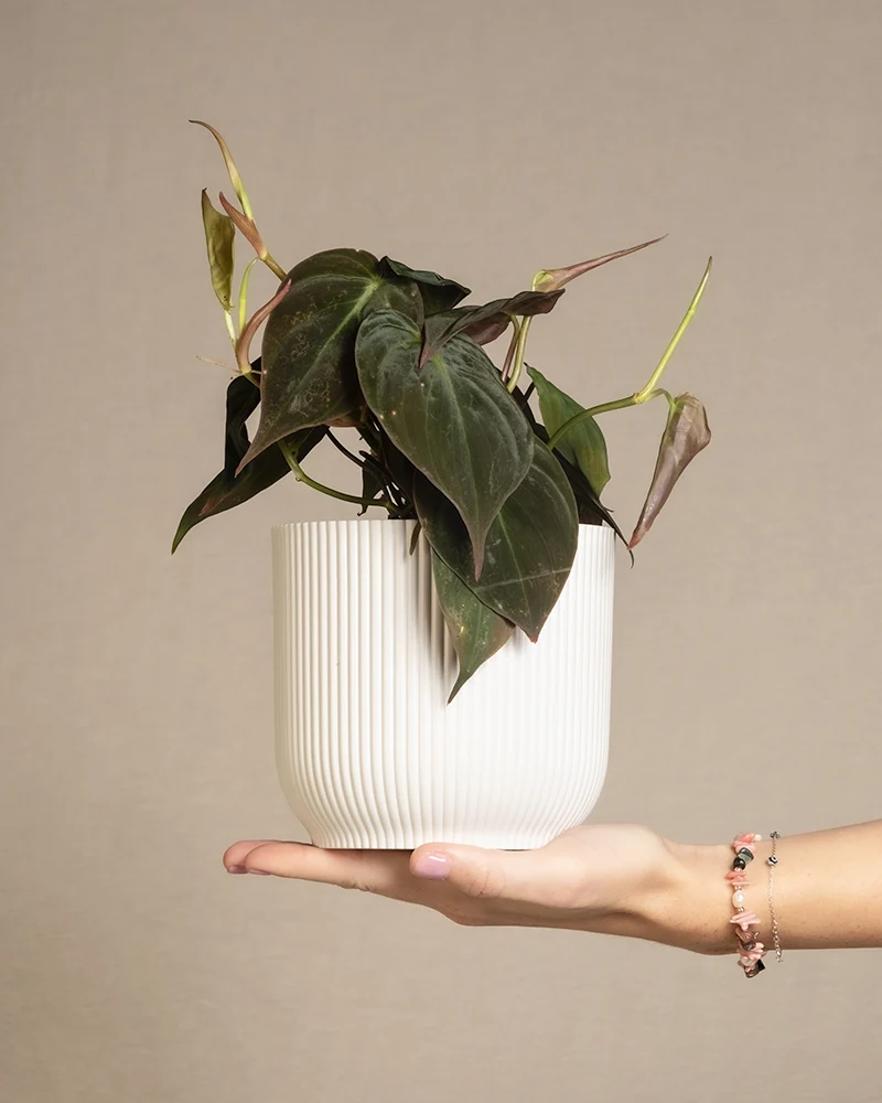 Philodendron micans