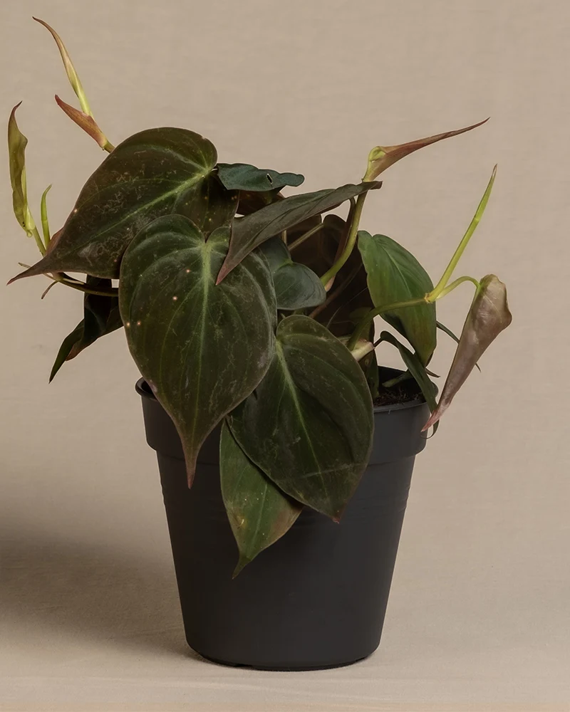 Philodendron micans
