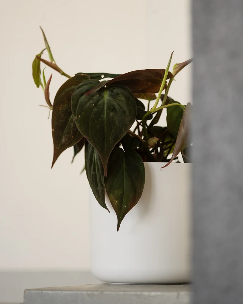 Philodendron micans