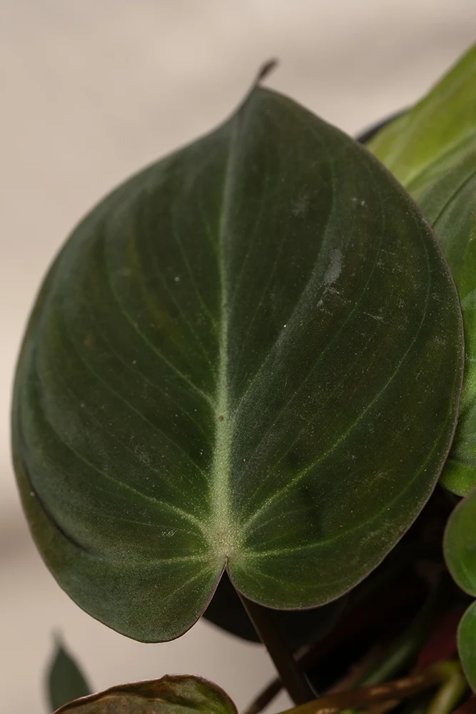 Philodendron micans