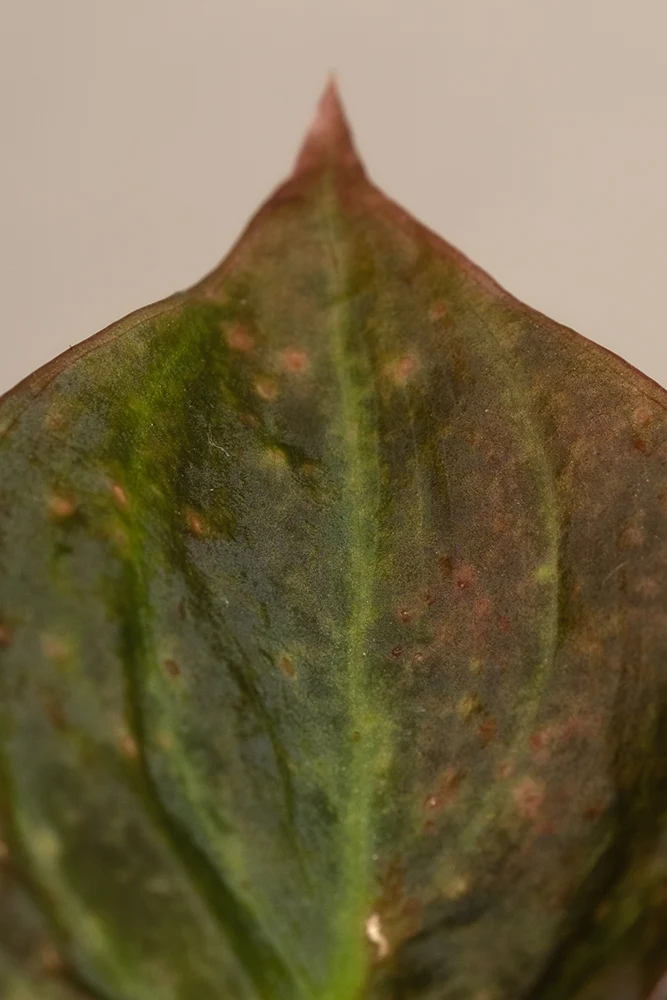 Philodendron micans