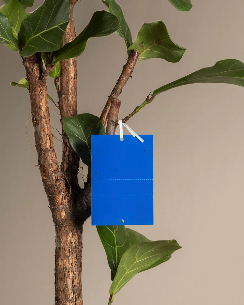 Blautafeln gegen Thripse