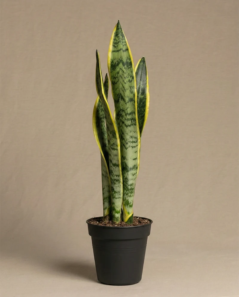 Kleine Schwiegermutterzunge