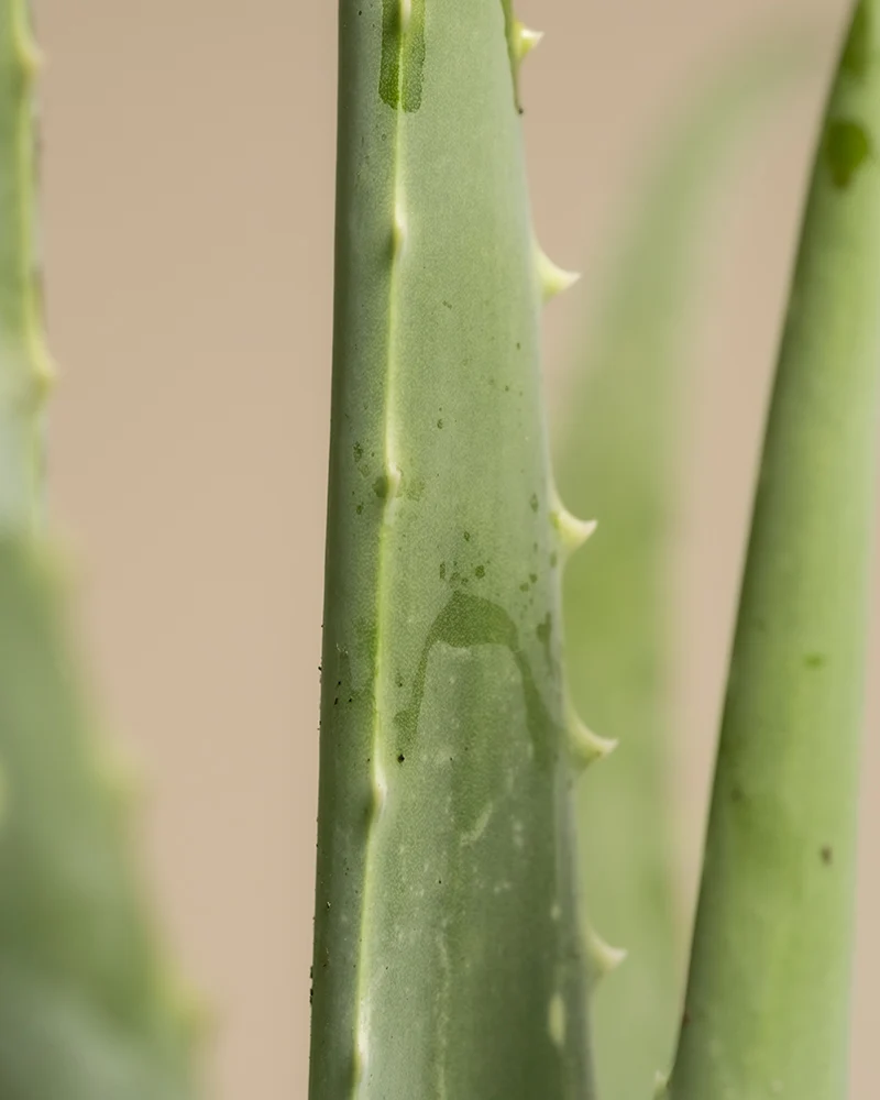 Aloe vera Duo