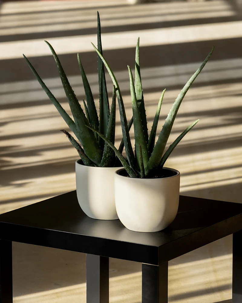 Aloe vera Duo