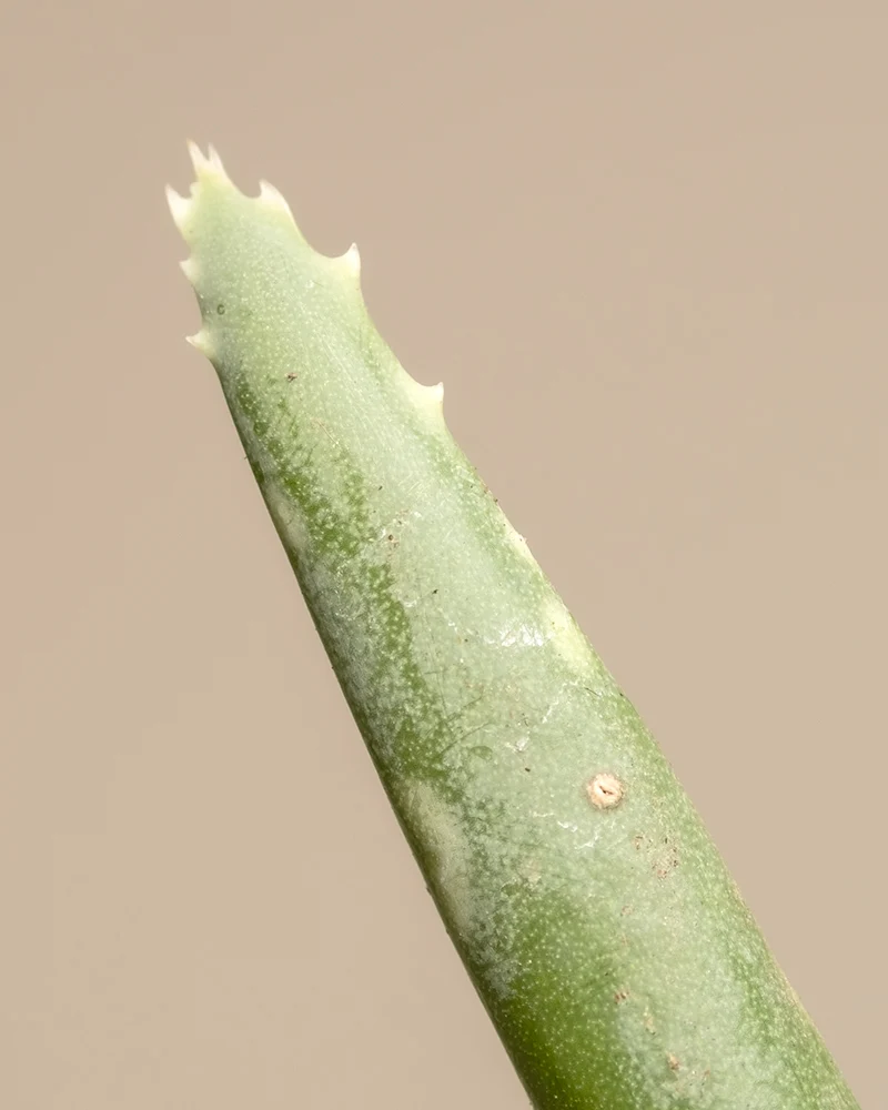 Aloe vera Duo
