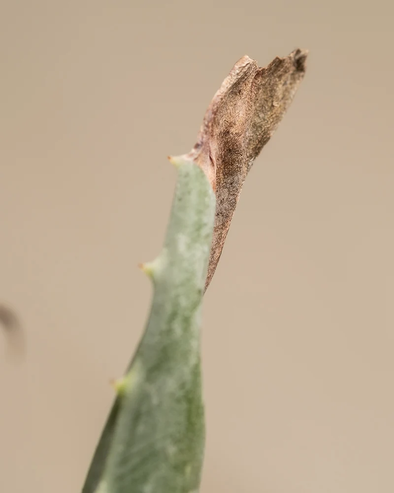 Aloe vera Duo
