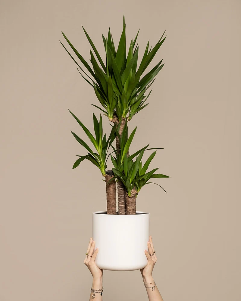 Große Yucca