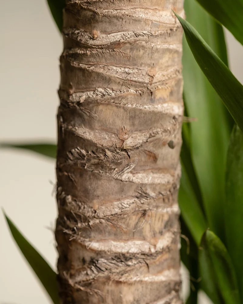 Große Yucca