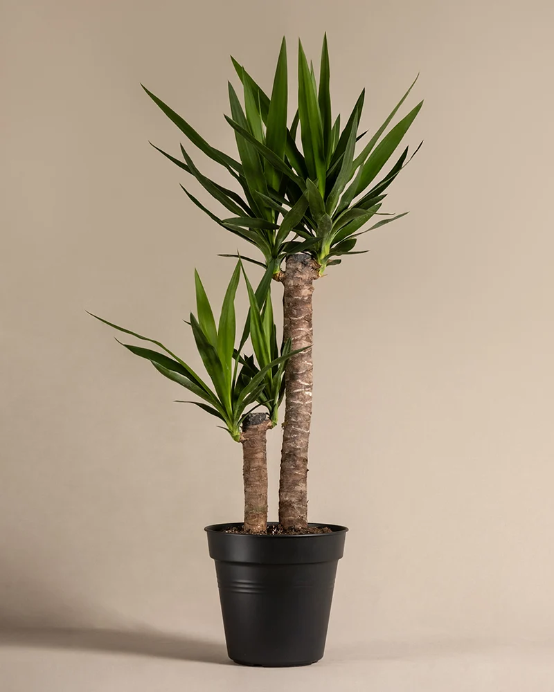 Große Yucca