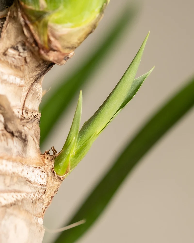 Große Yucca