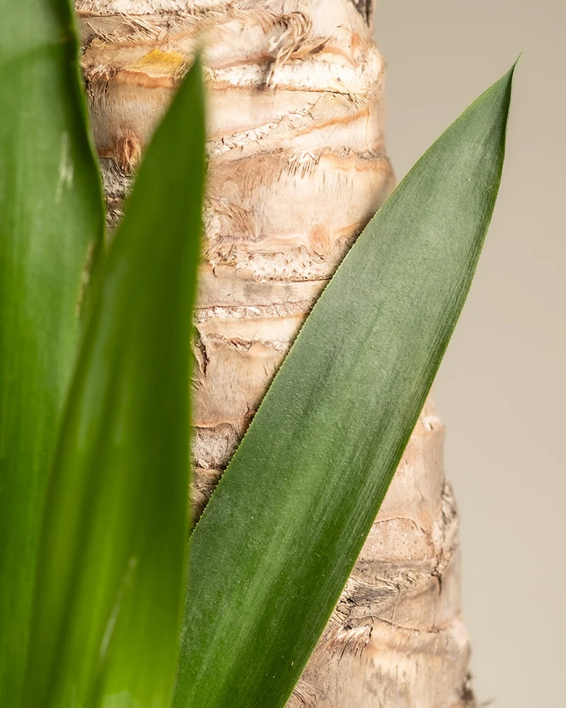 Große Yucca