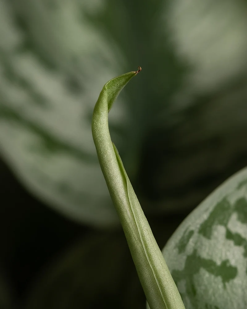 Silbrige Efeutute