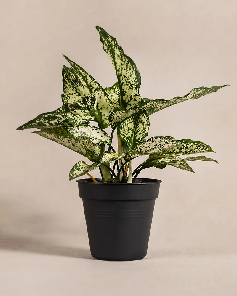 Aglaonema Kiwi