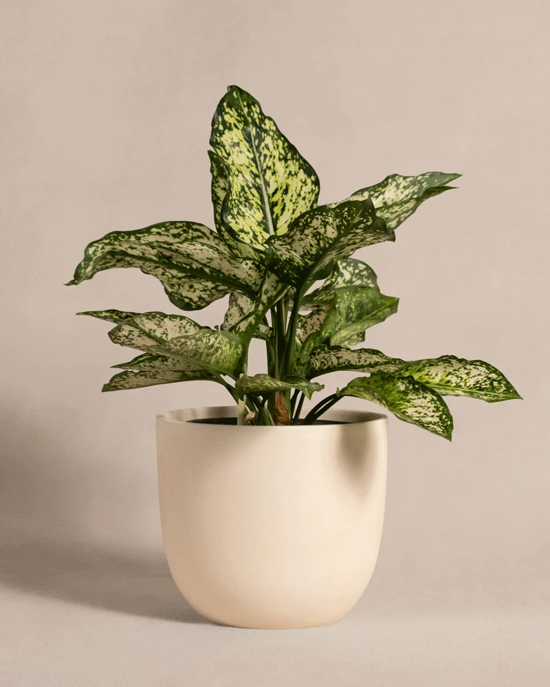 Aglaonema Kiwi