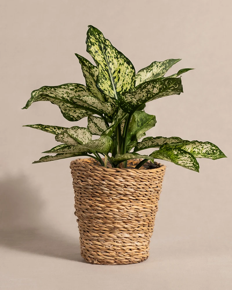 Aglaonema Kiwi