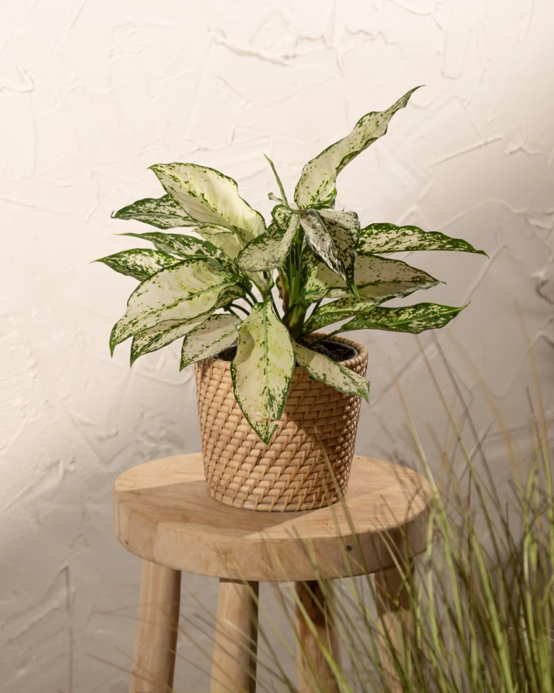 Aglaonema Kiwi