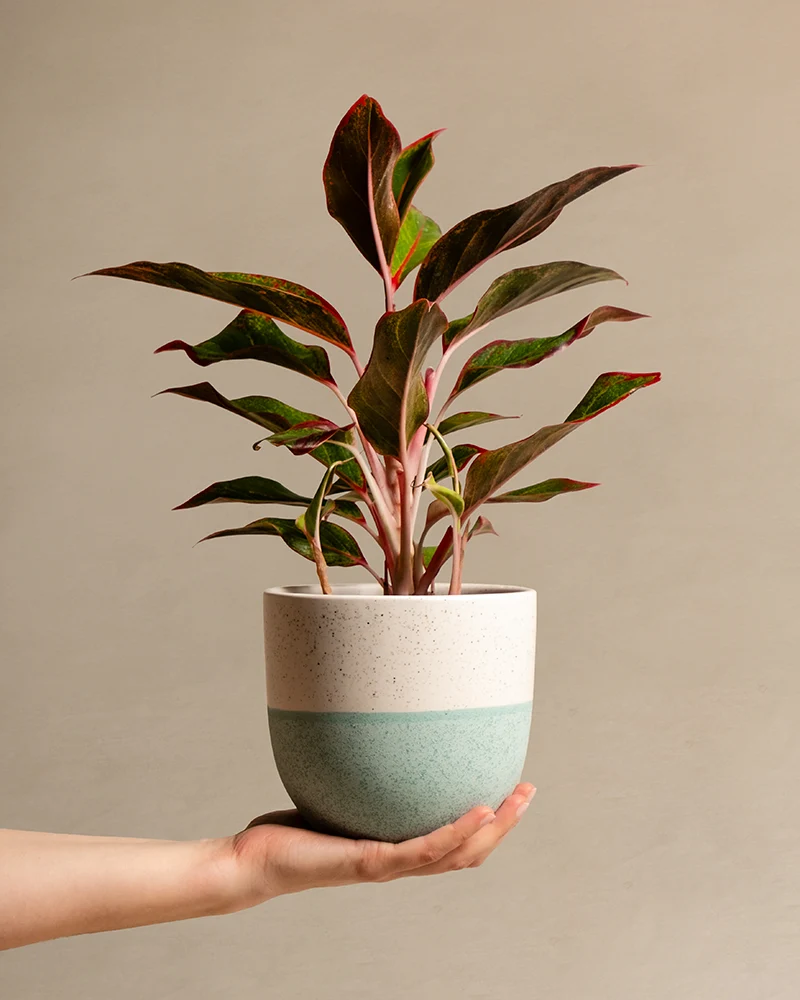 Aglaonema Jungle Red