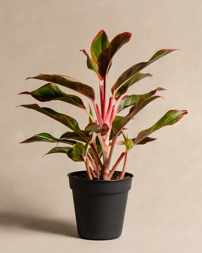 Aglaonema Jungle Red