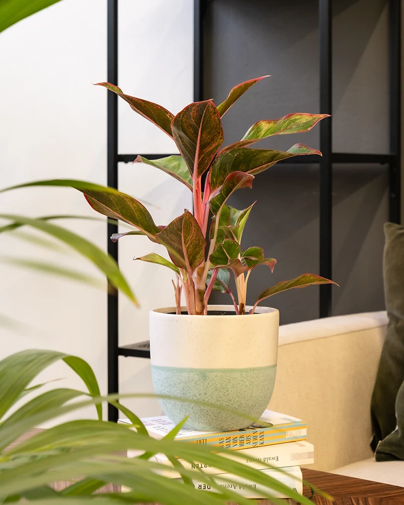 Aglaonema Jungle Red