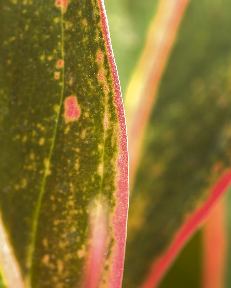 Aglaonema Jungle Red