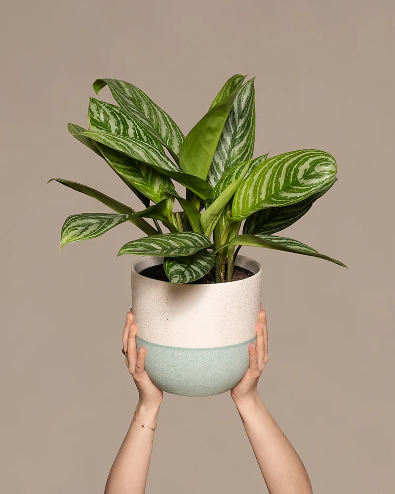 Aglaonema Stripes