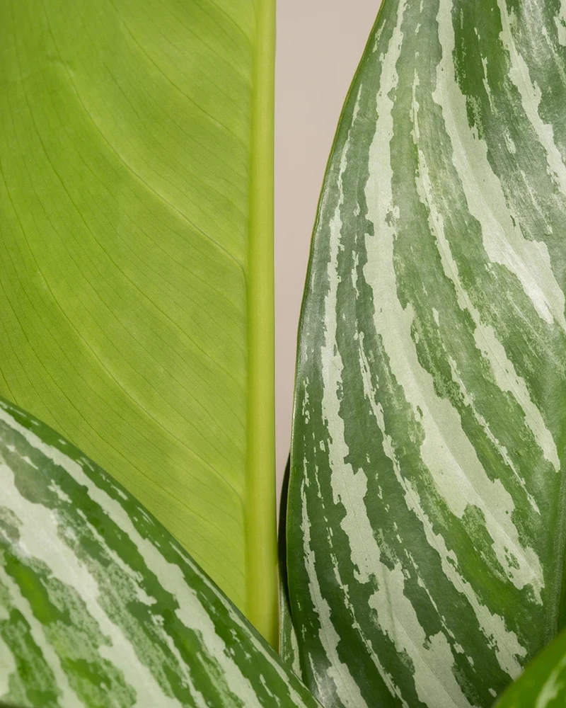 Aglaonema Stripes