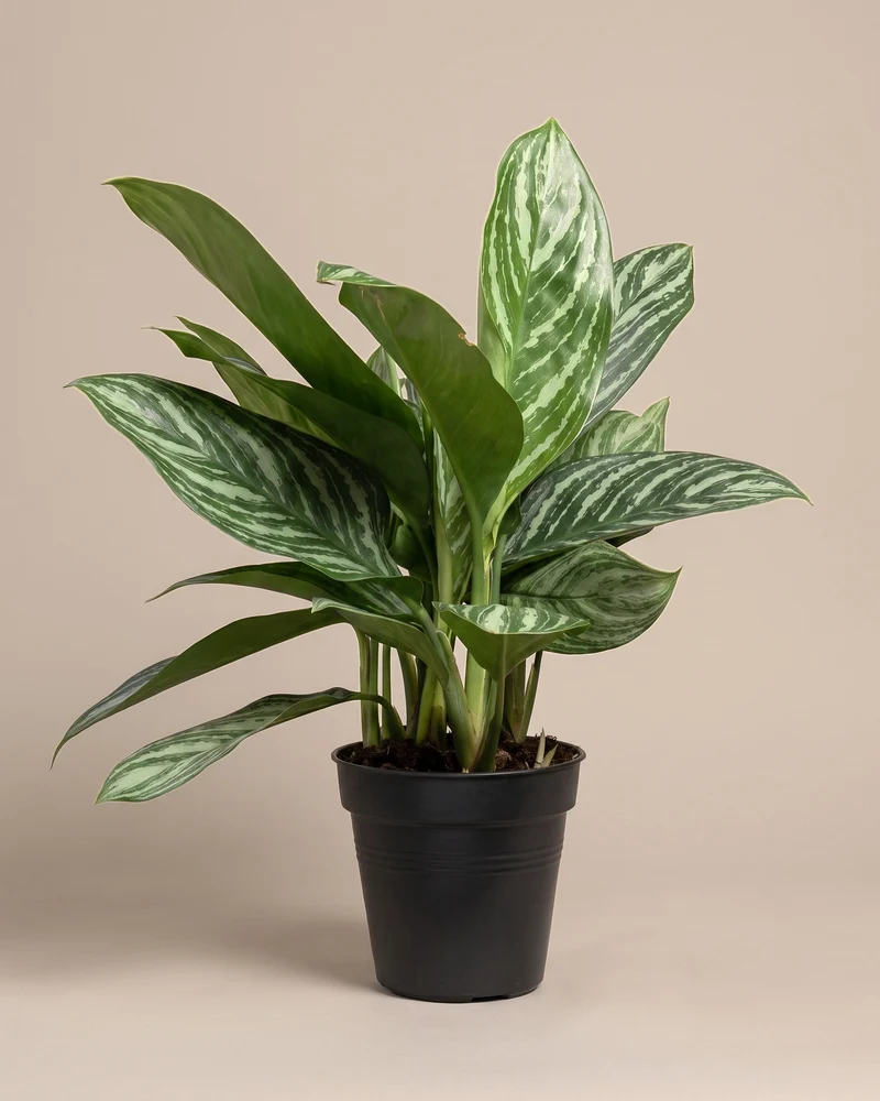 Aglaonema Stripes